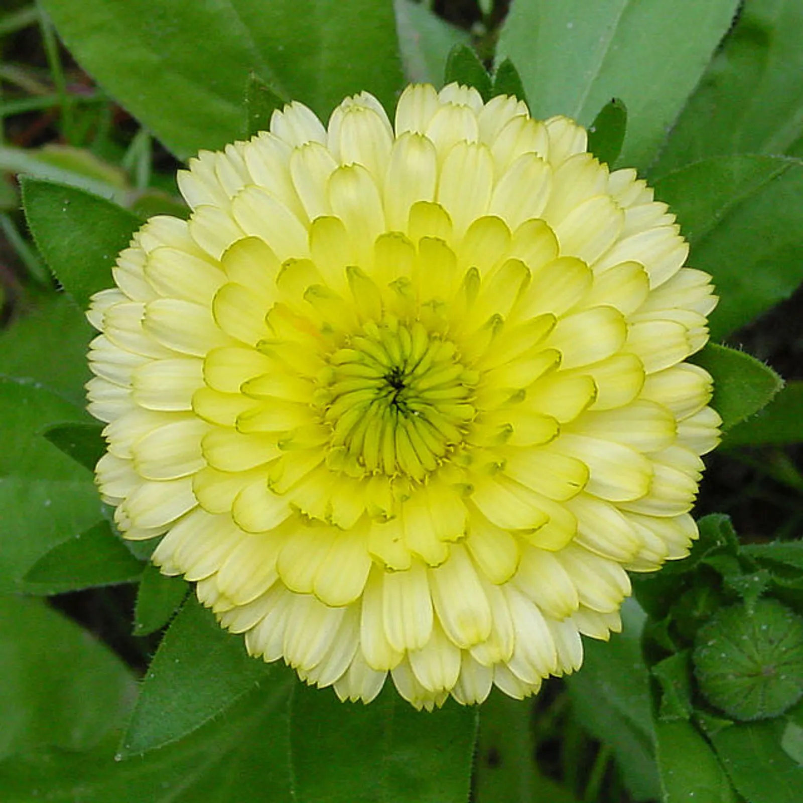 Calendula image 4