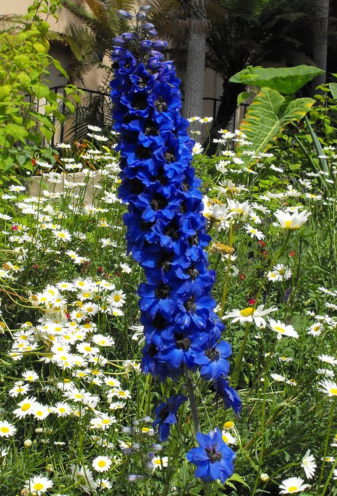 Delphinium image 3