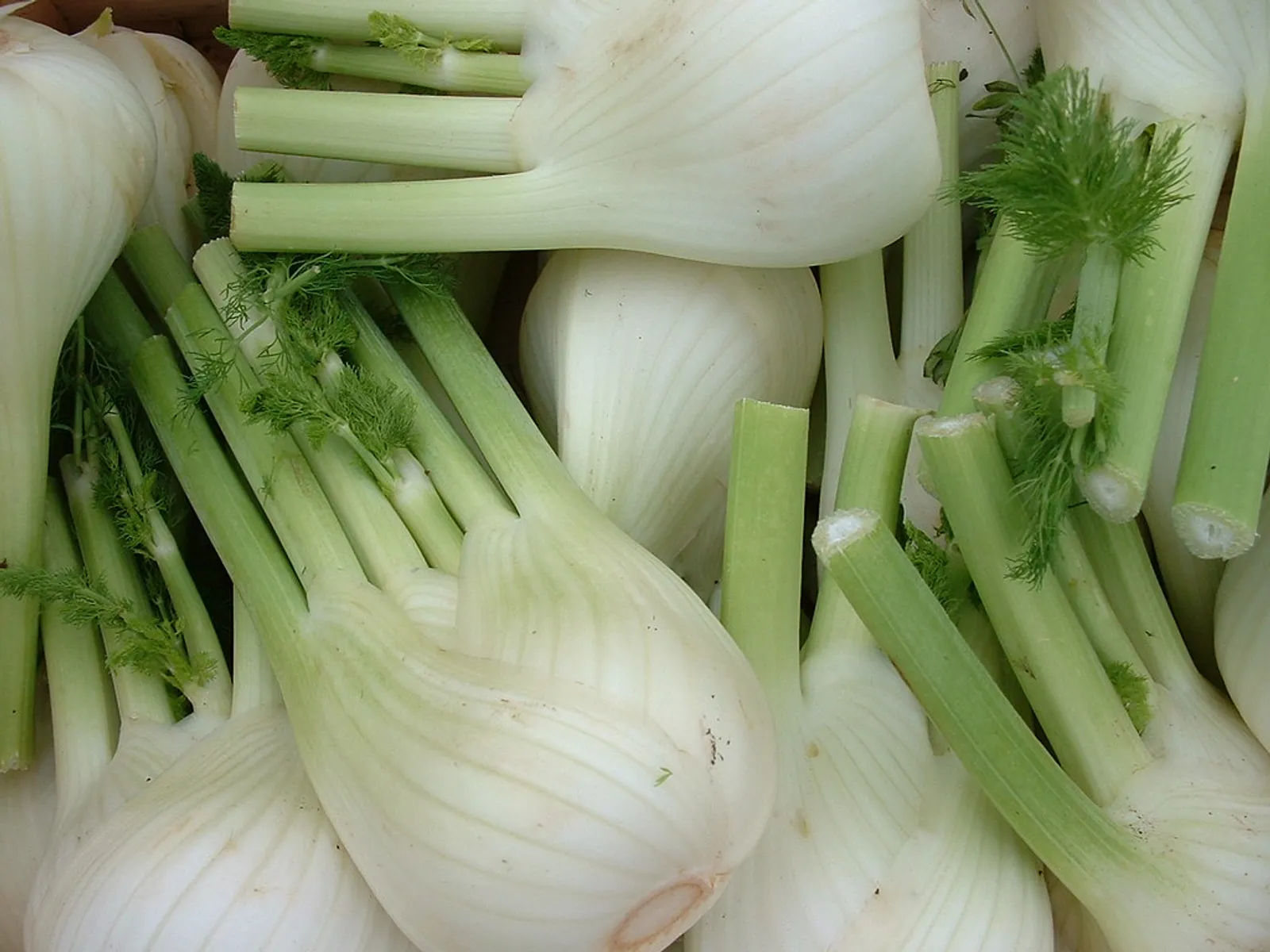 Fennel image 1