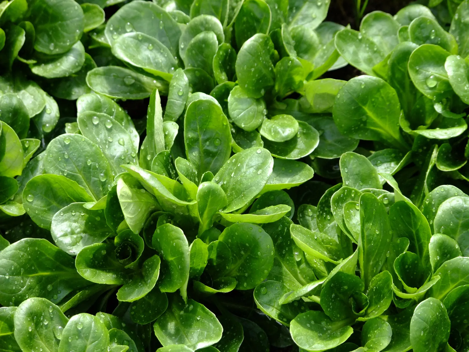 Mâche (Mache, Lamb's Lettuce, Corn Salad) Lettuce