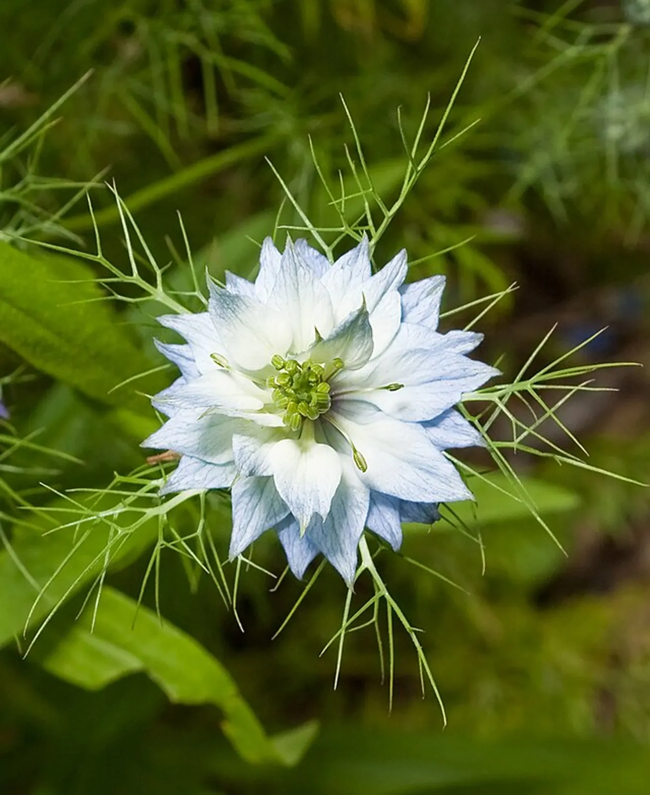 Love-In-A-Mist image 2
