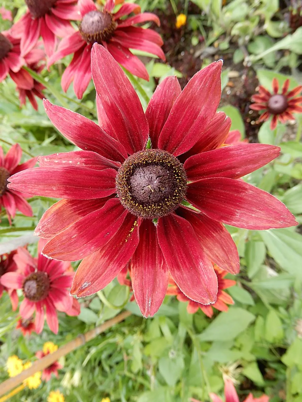 Black-Eyed Susan image 1