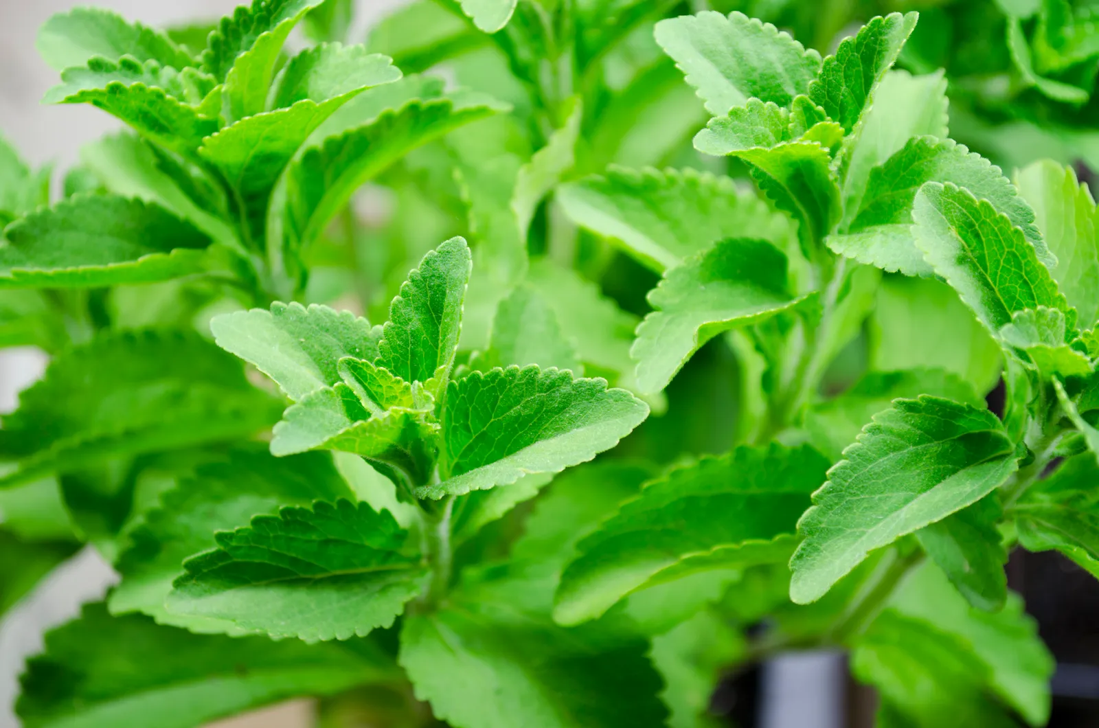 Stevia image 1
