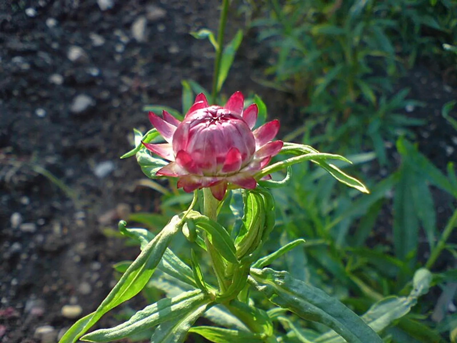 Strawflower image 2