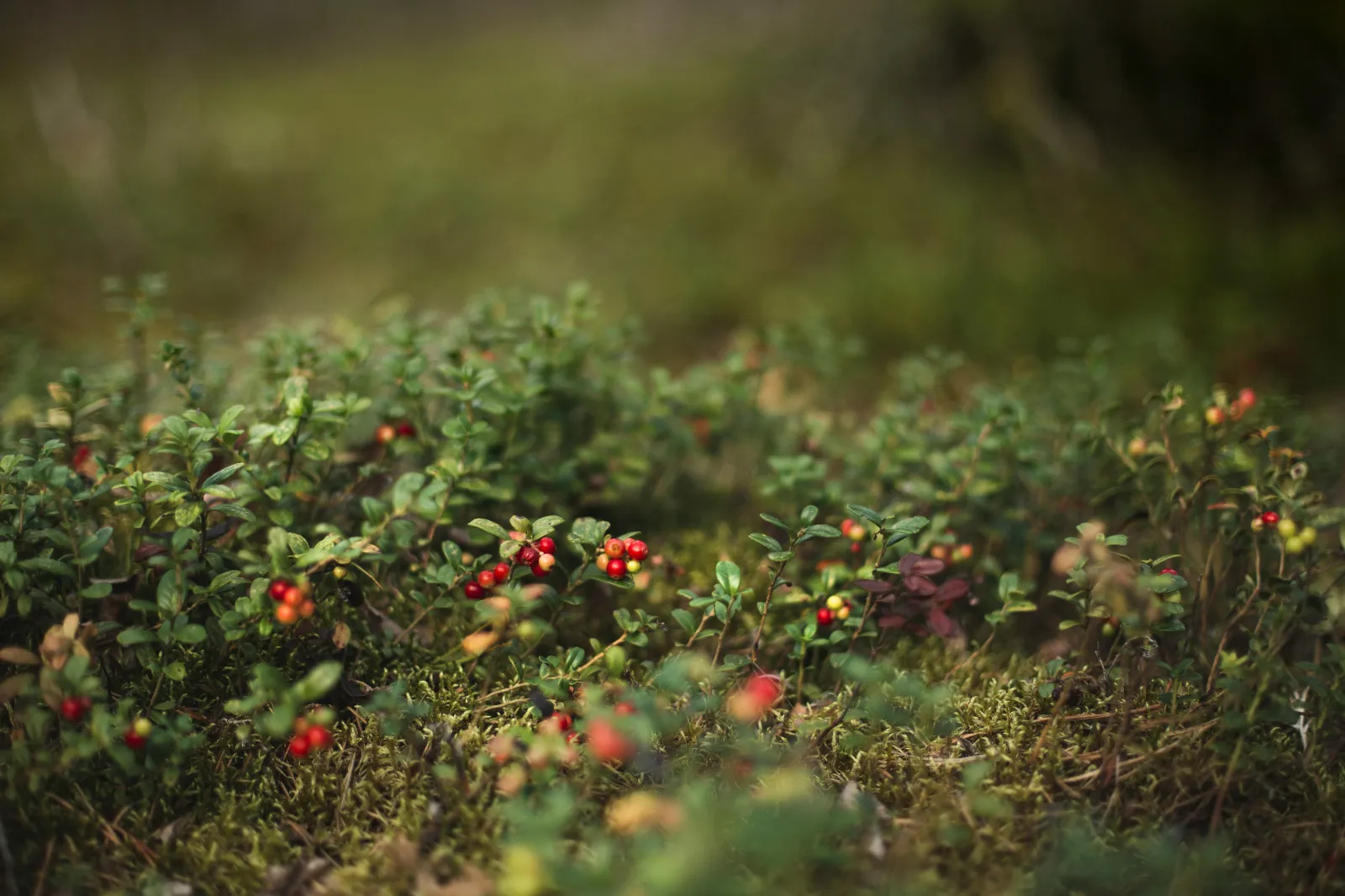 Lingonberries image 2