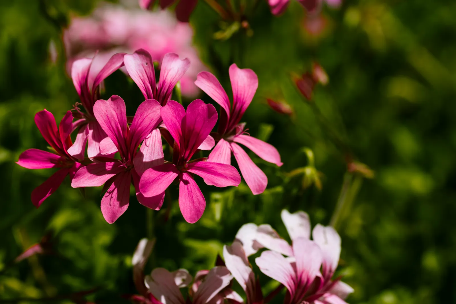 Ivy Geranium (P. peltatum)