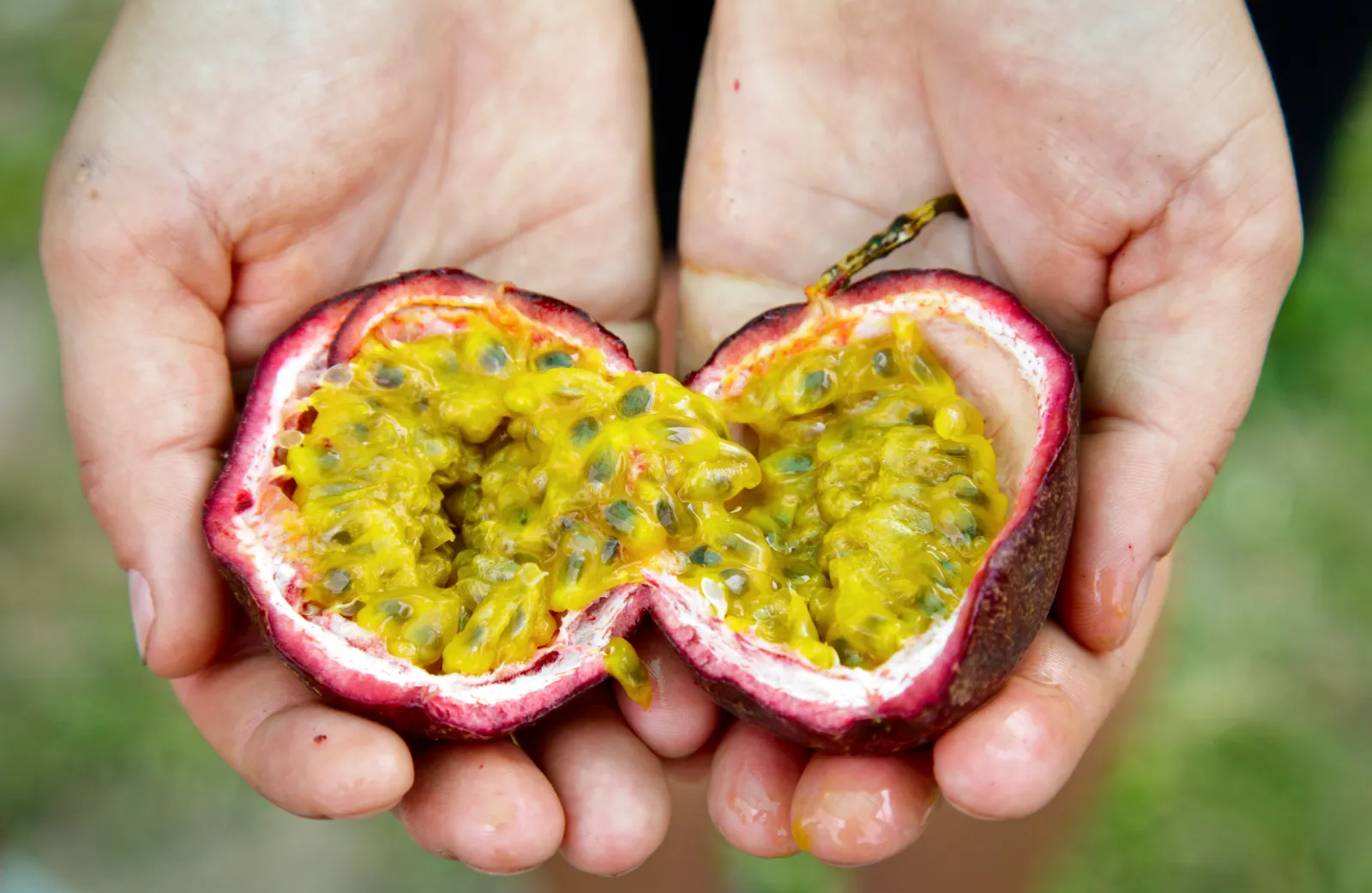 Passion Fruit image 3