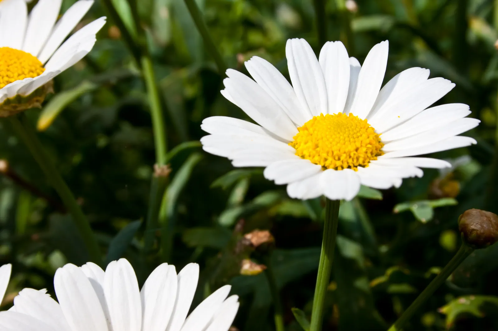 Daisy image 1