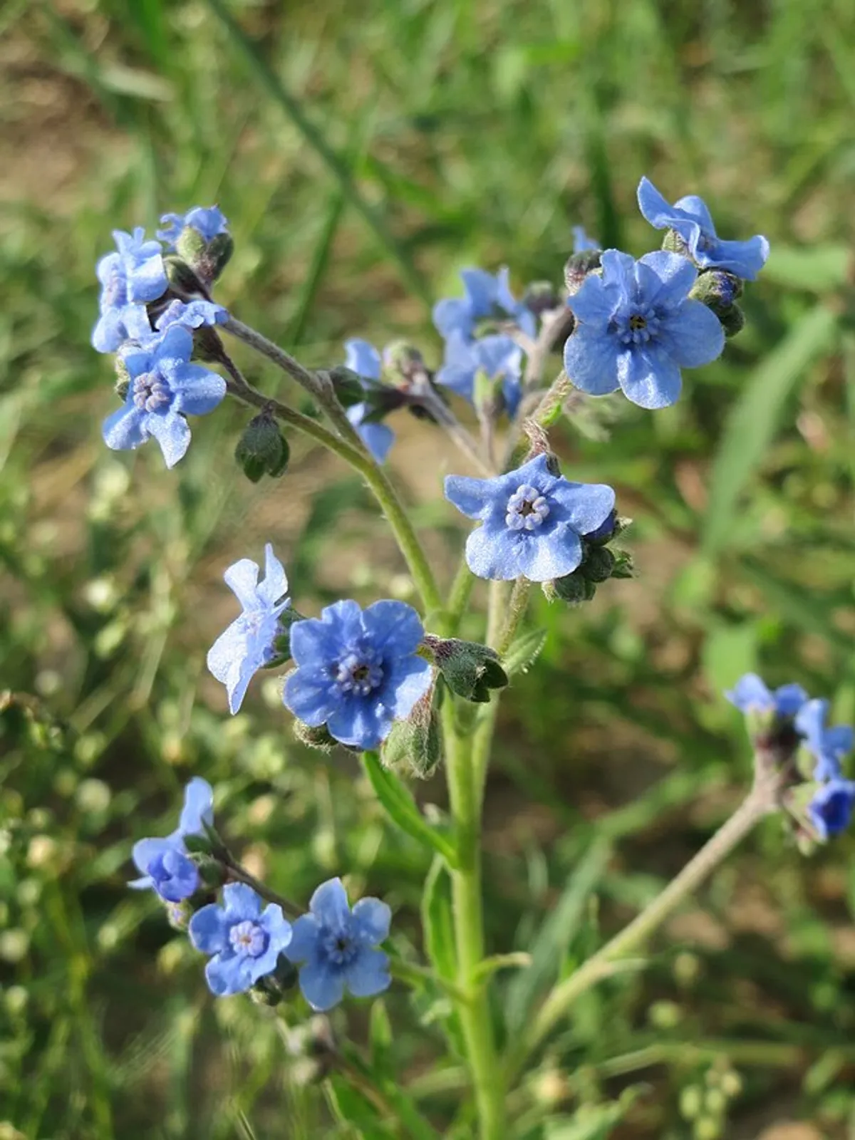 Chinese Forget-Me-Not image 3