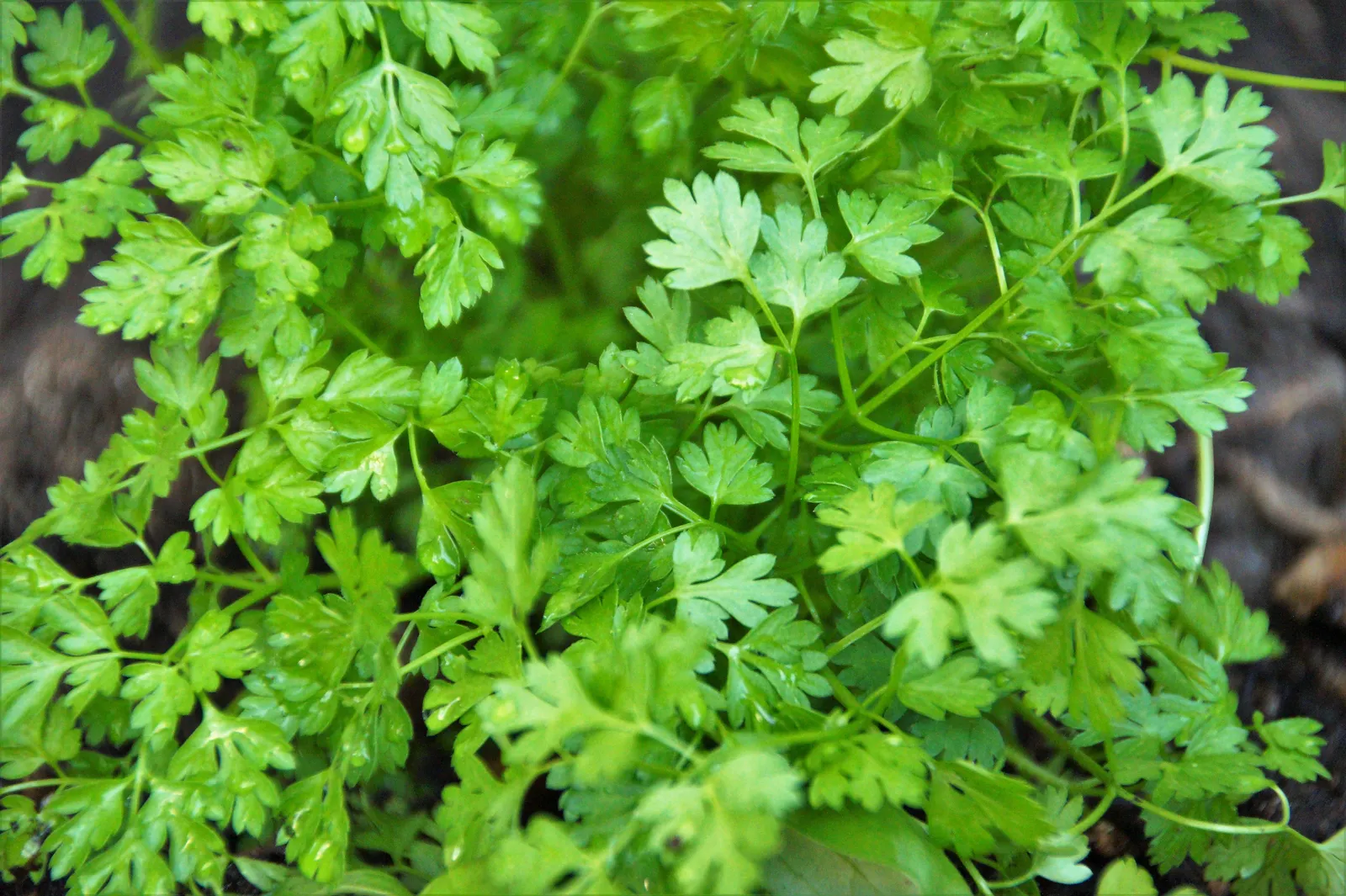 Chervil image 1