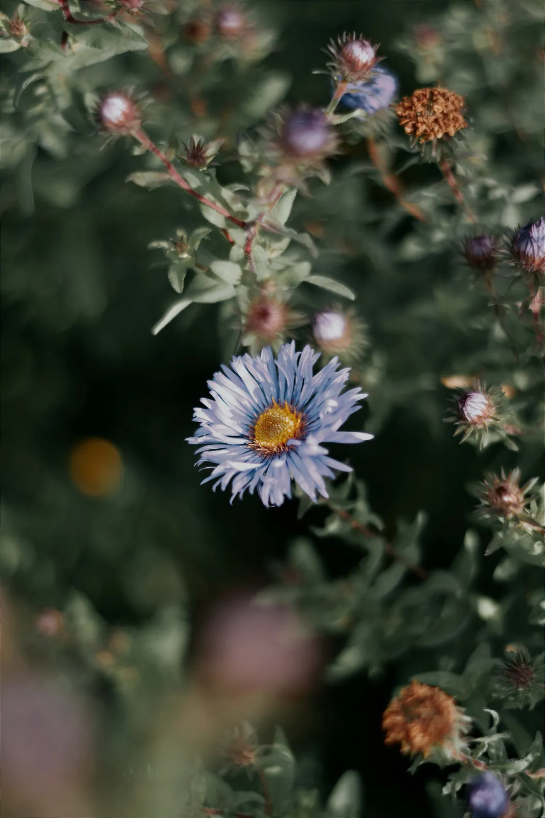 Aster image 5