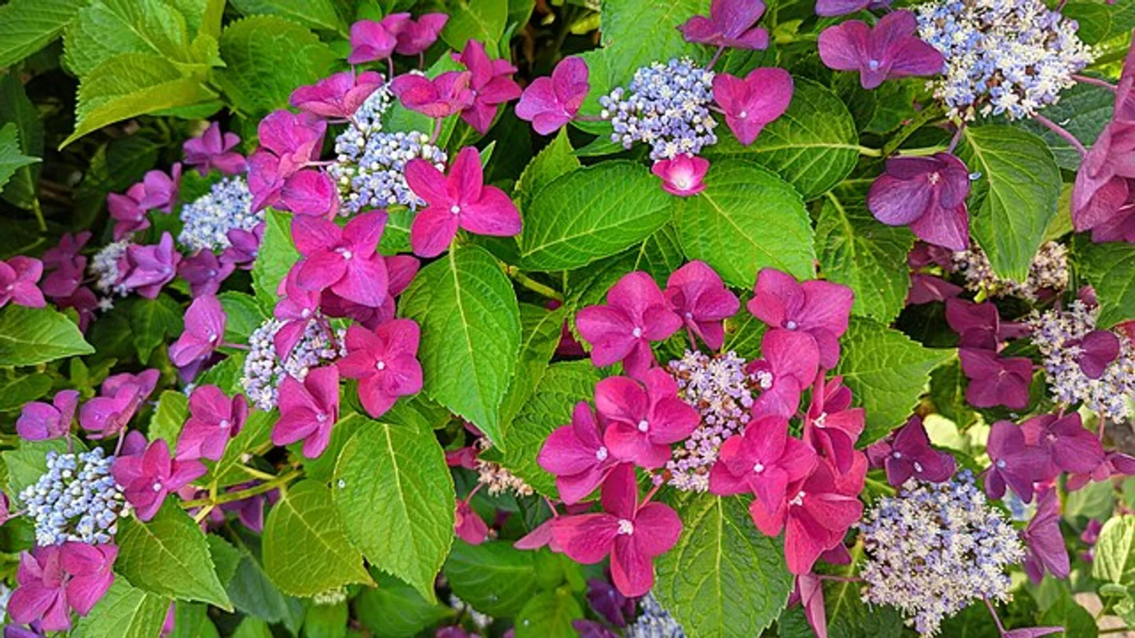 Hydrangea image 4