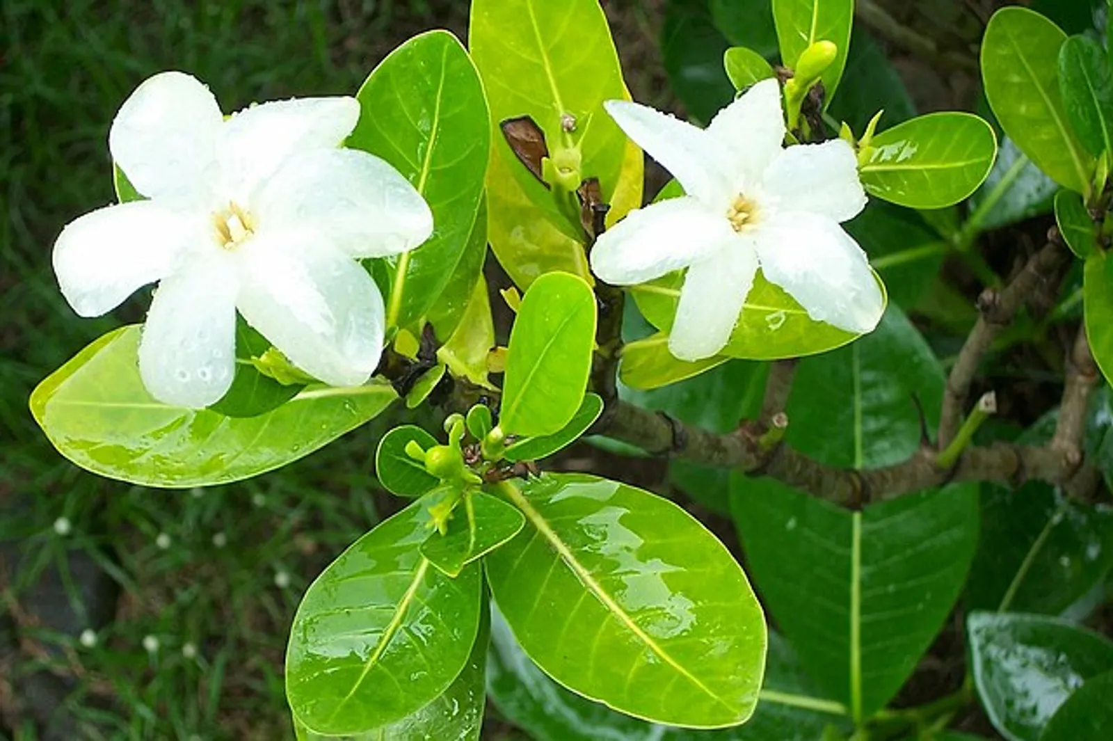 Gardenia image 1