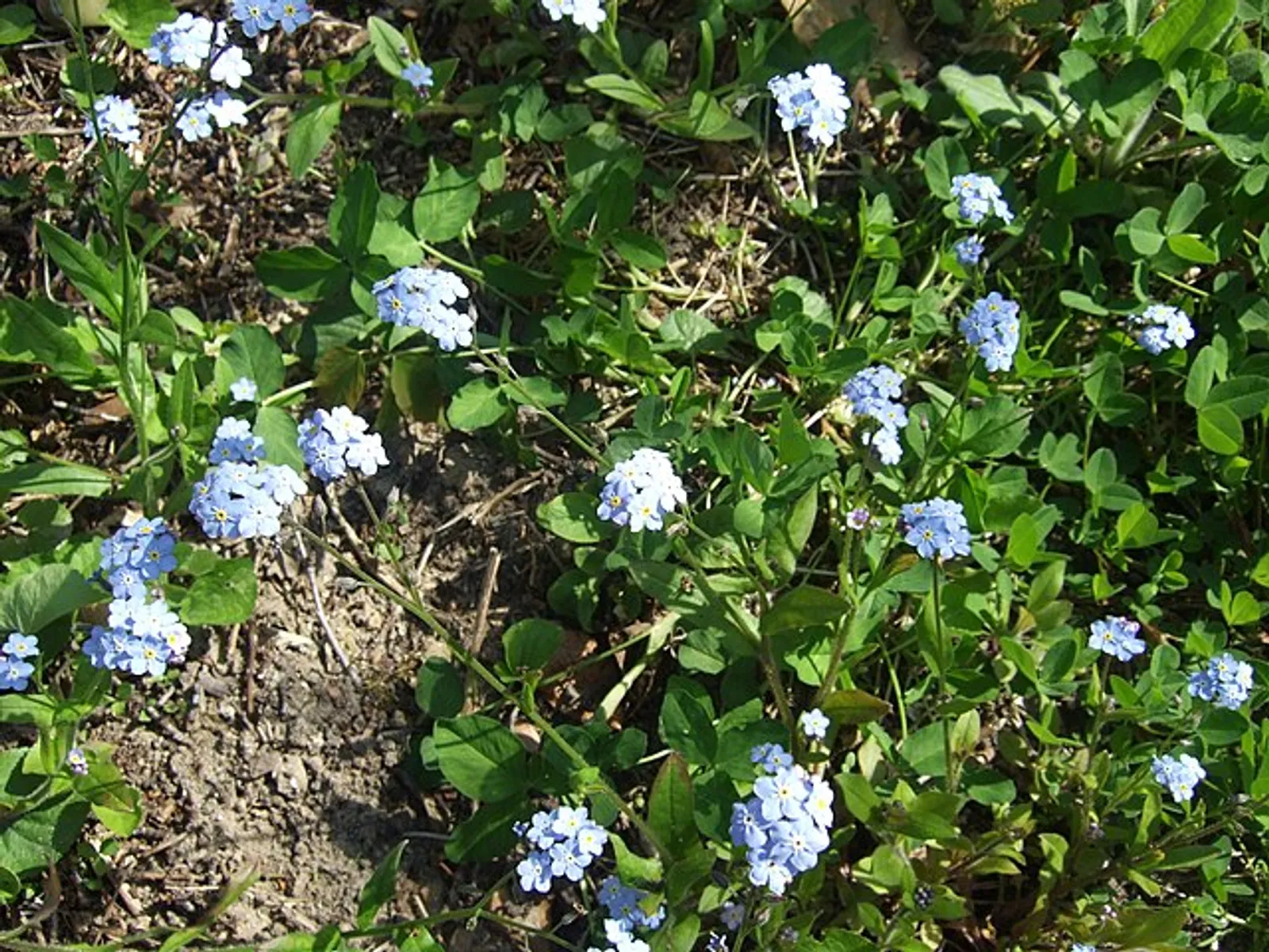 Woodland Forget-Me-Not 
