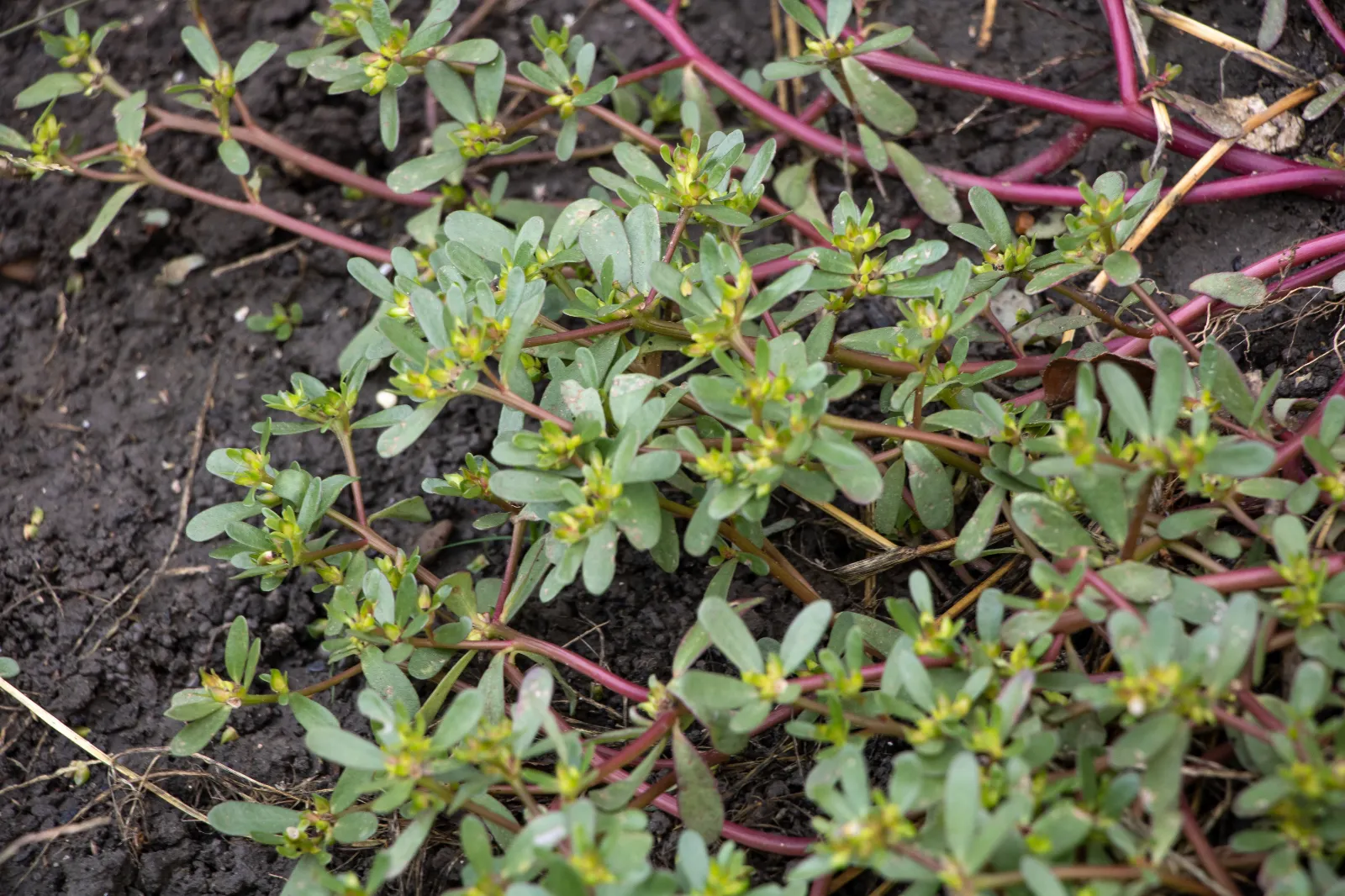 Purslane image 2
