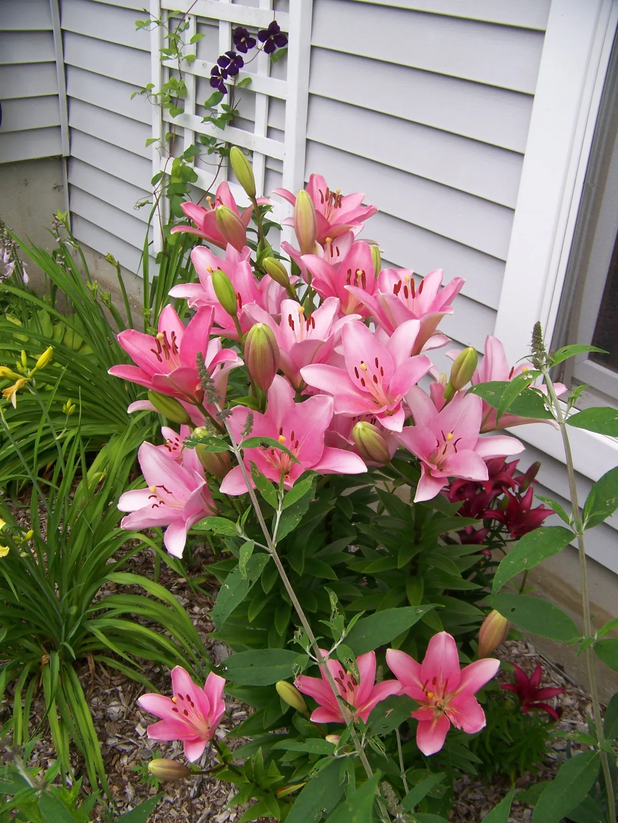 Lily image 1
