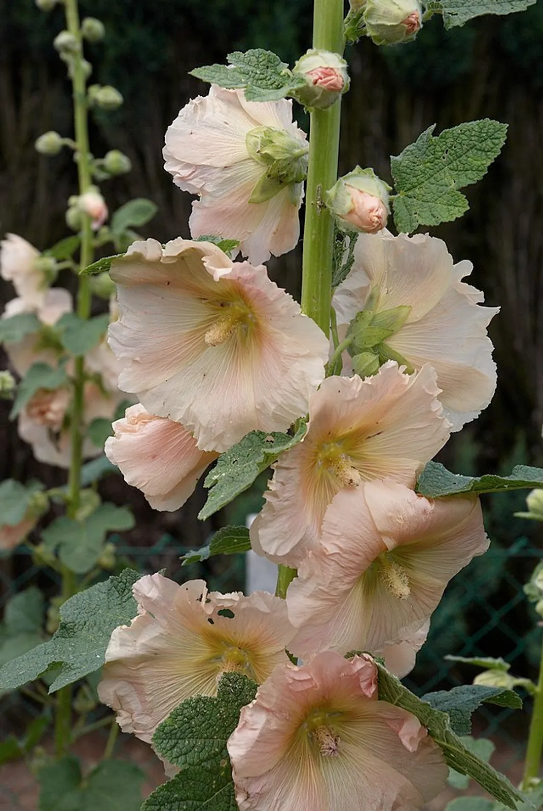 Hollyhock image 1