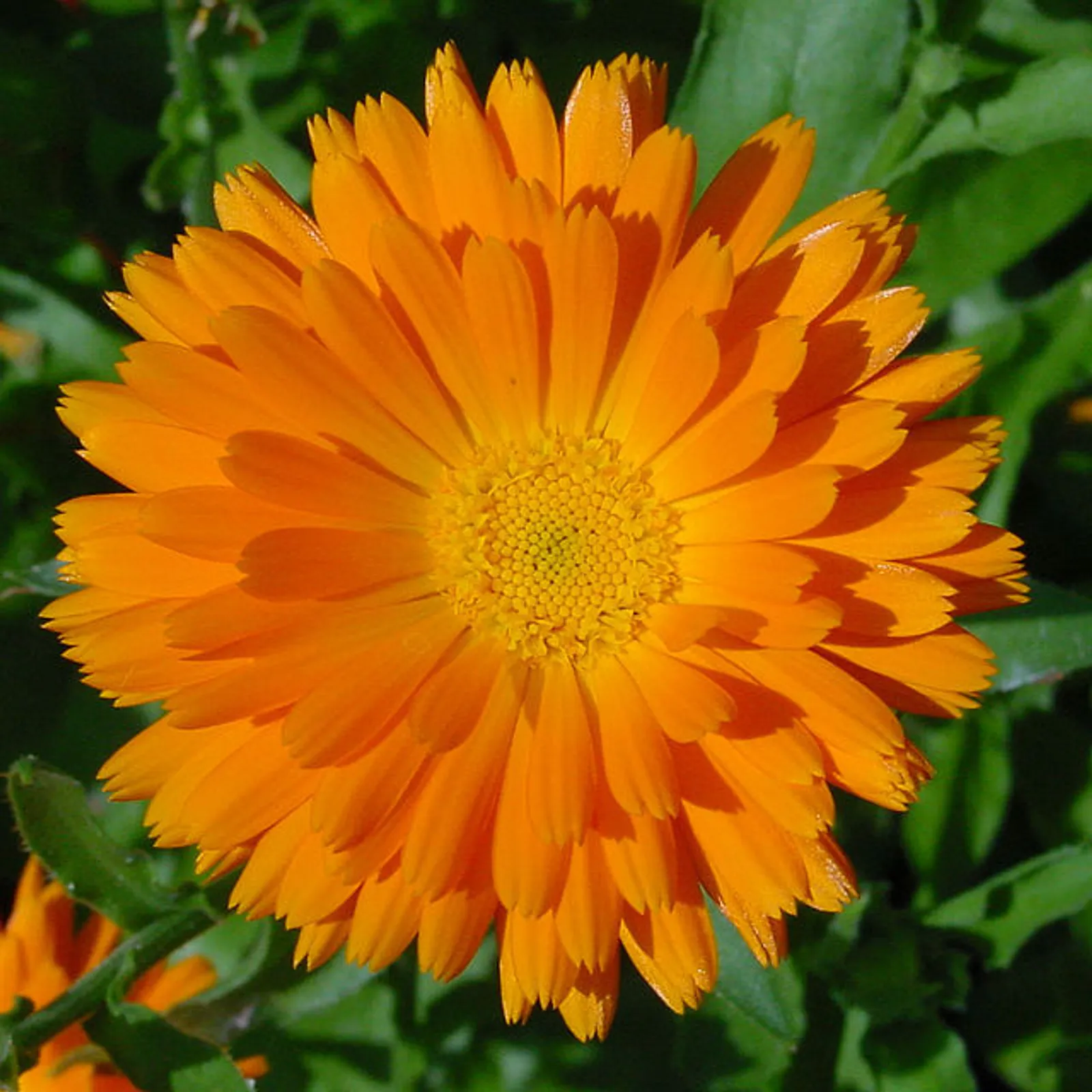 Calendula image 5