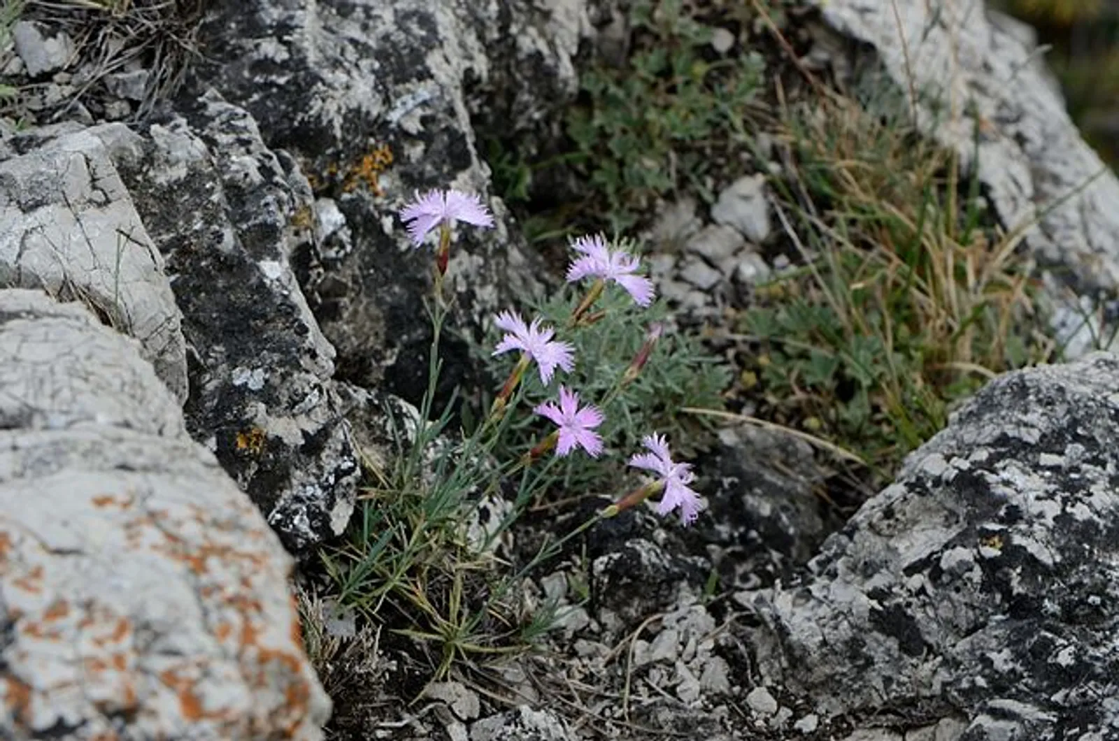 Dianthus image 1