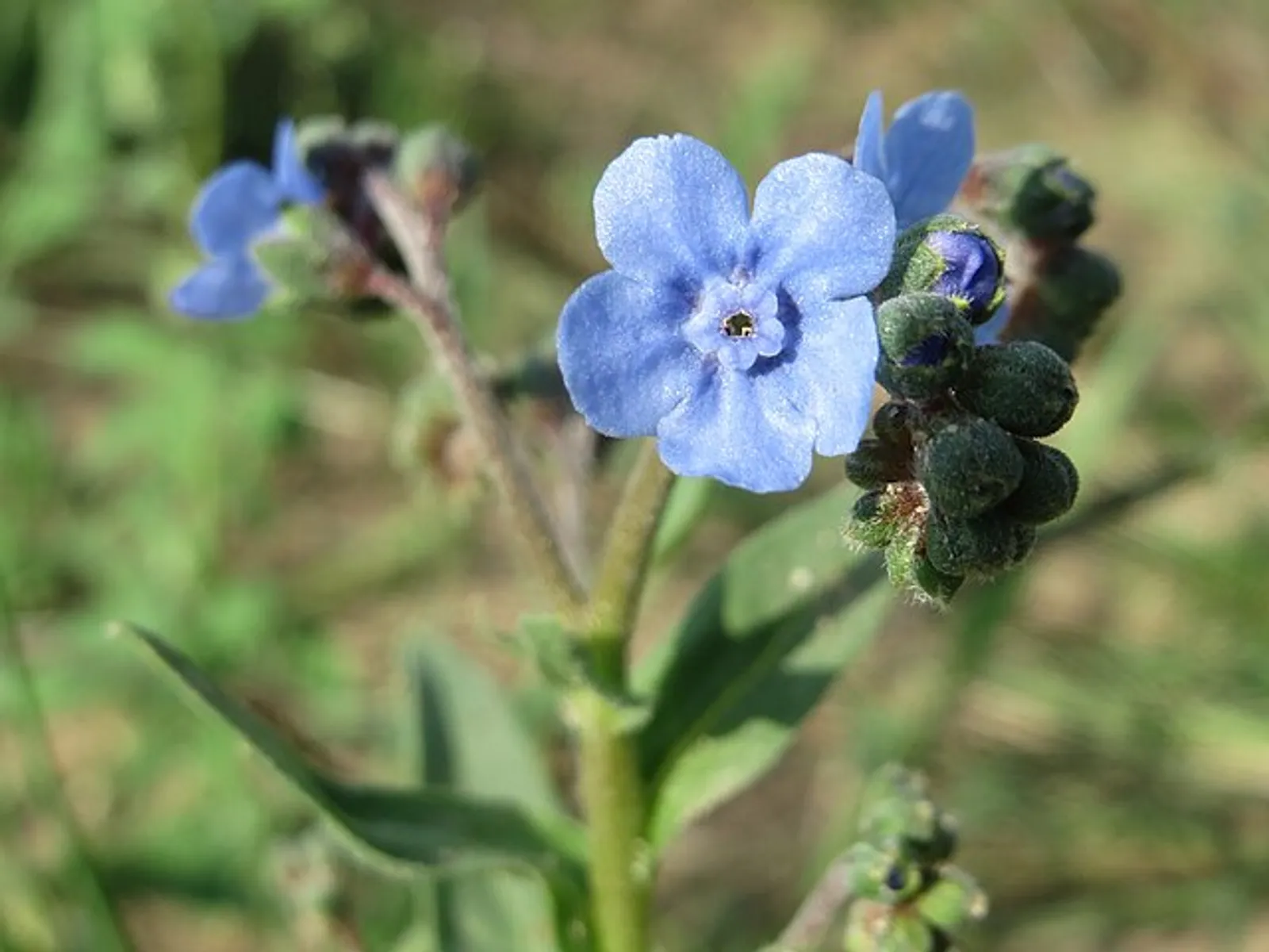 Chinese Forget-Me-Not image 4