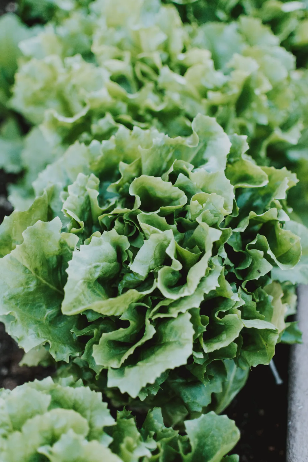 Summer Crisp Lettuce