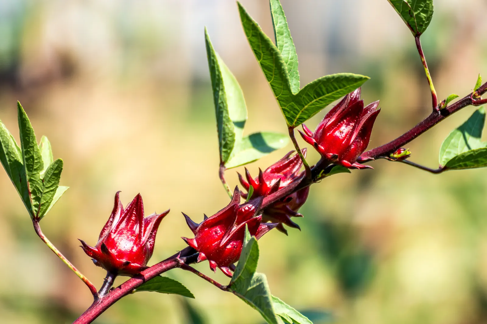 Hibiscus image 3