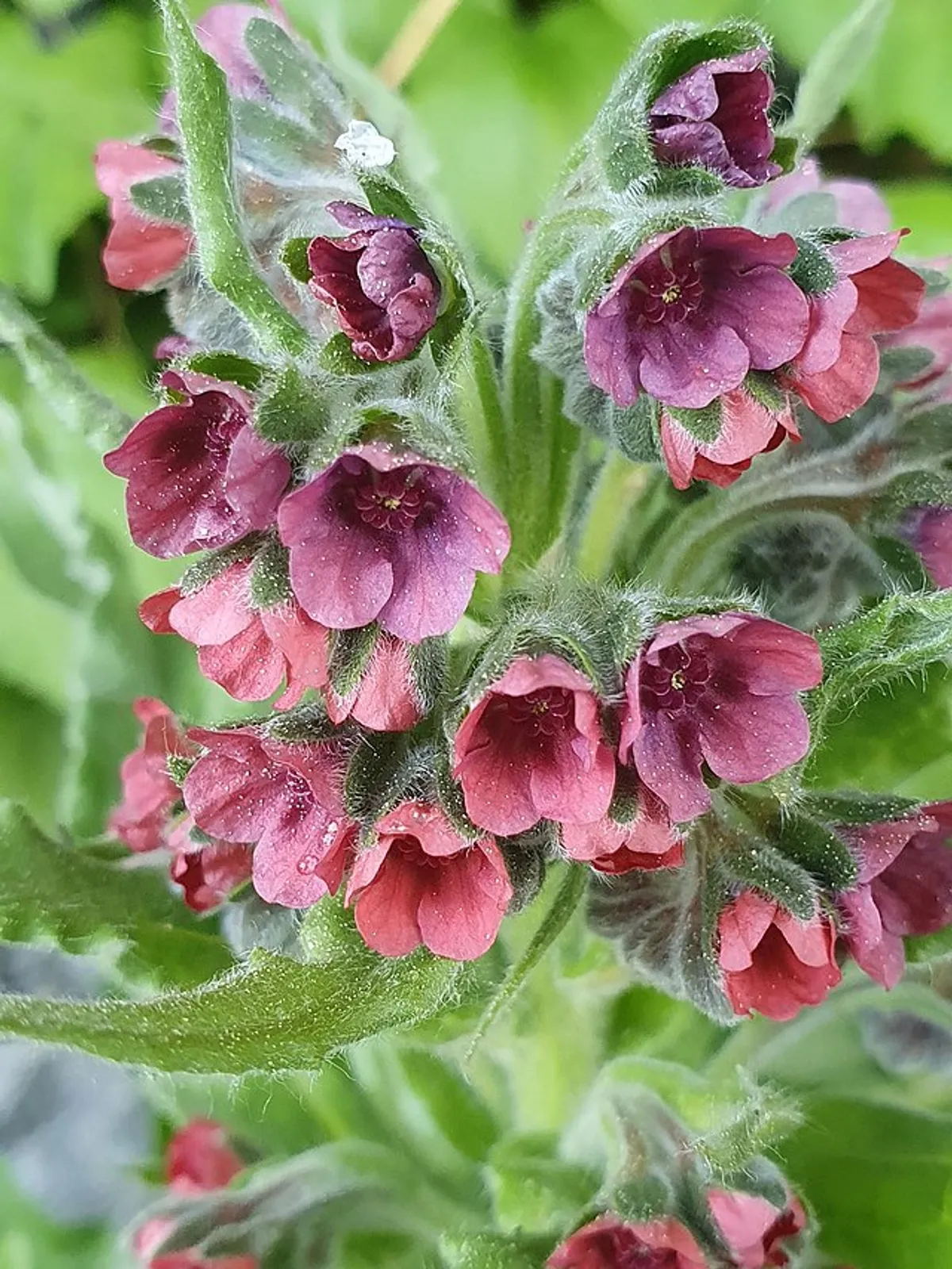 Chinese Forget-Me-Not image 1