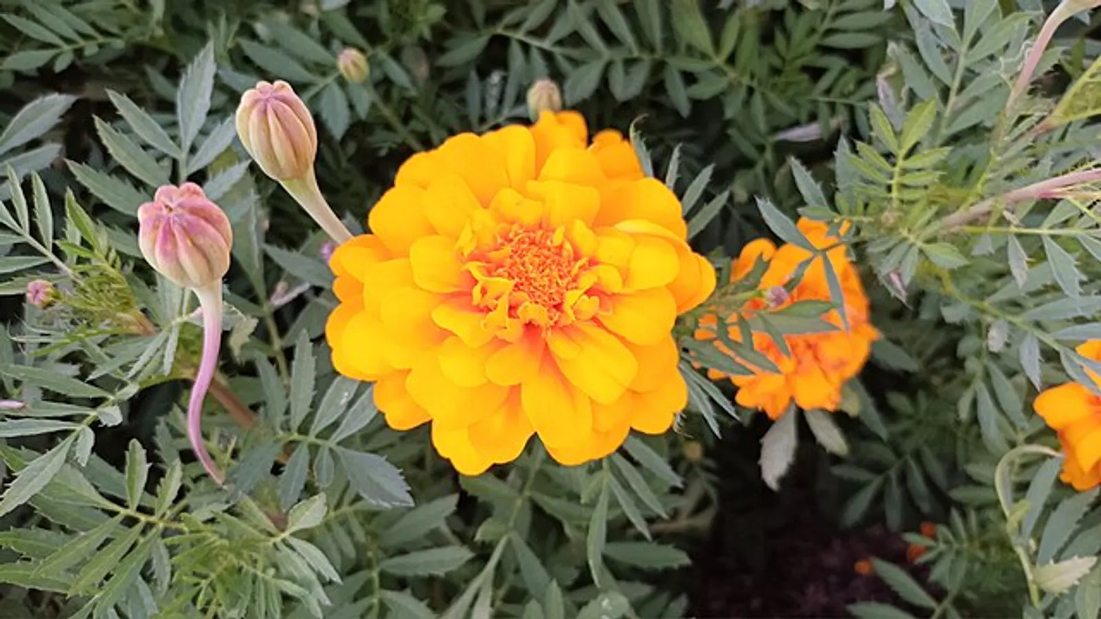 Marigold image 3
