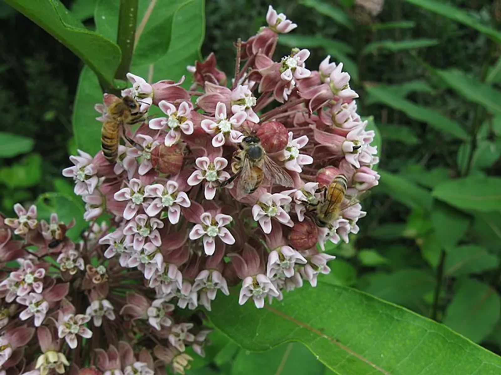Milkweed image 3