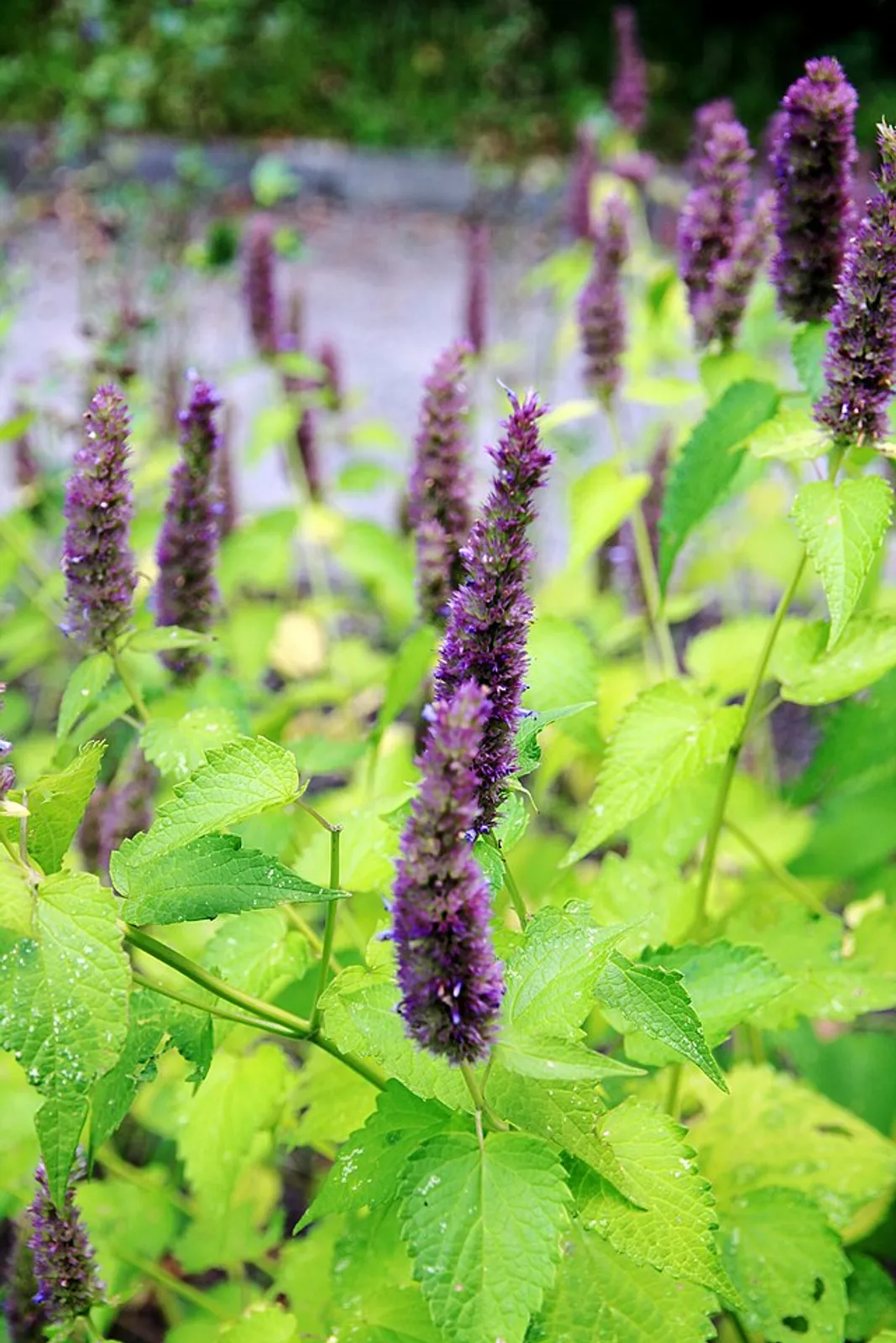 Agastache image 2