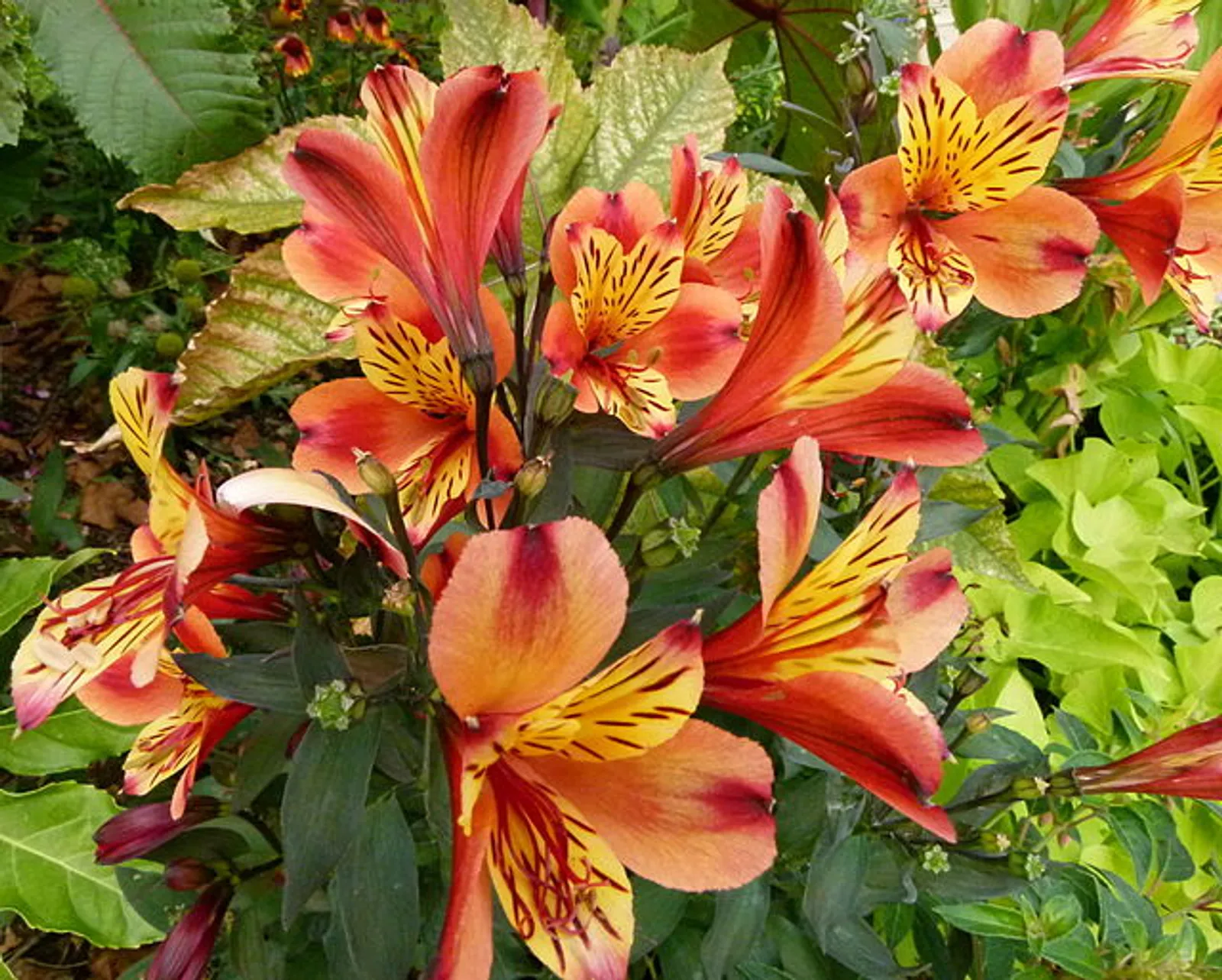 Alstroemeria image 1