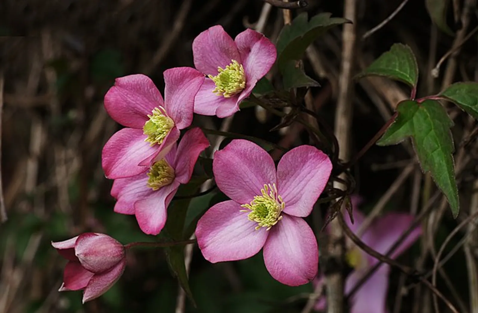 Clematis image 4