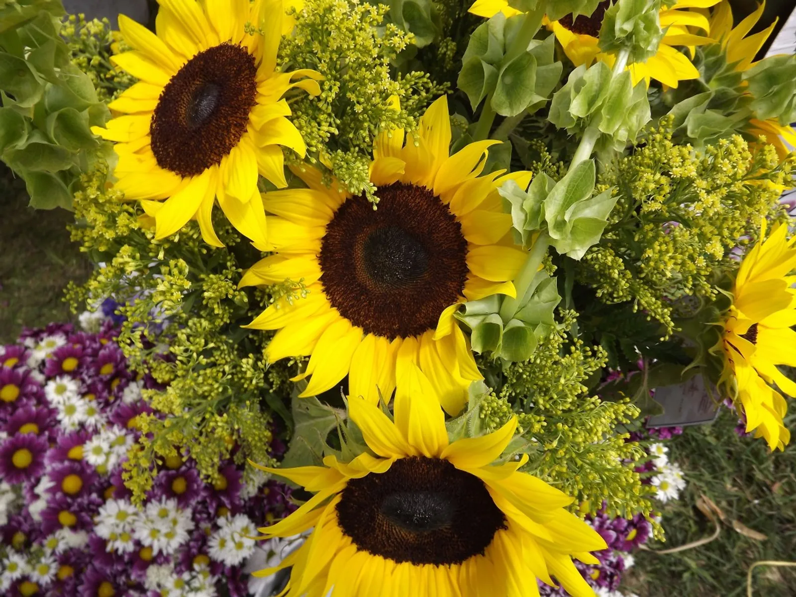 Taiyo Sunflower