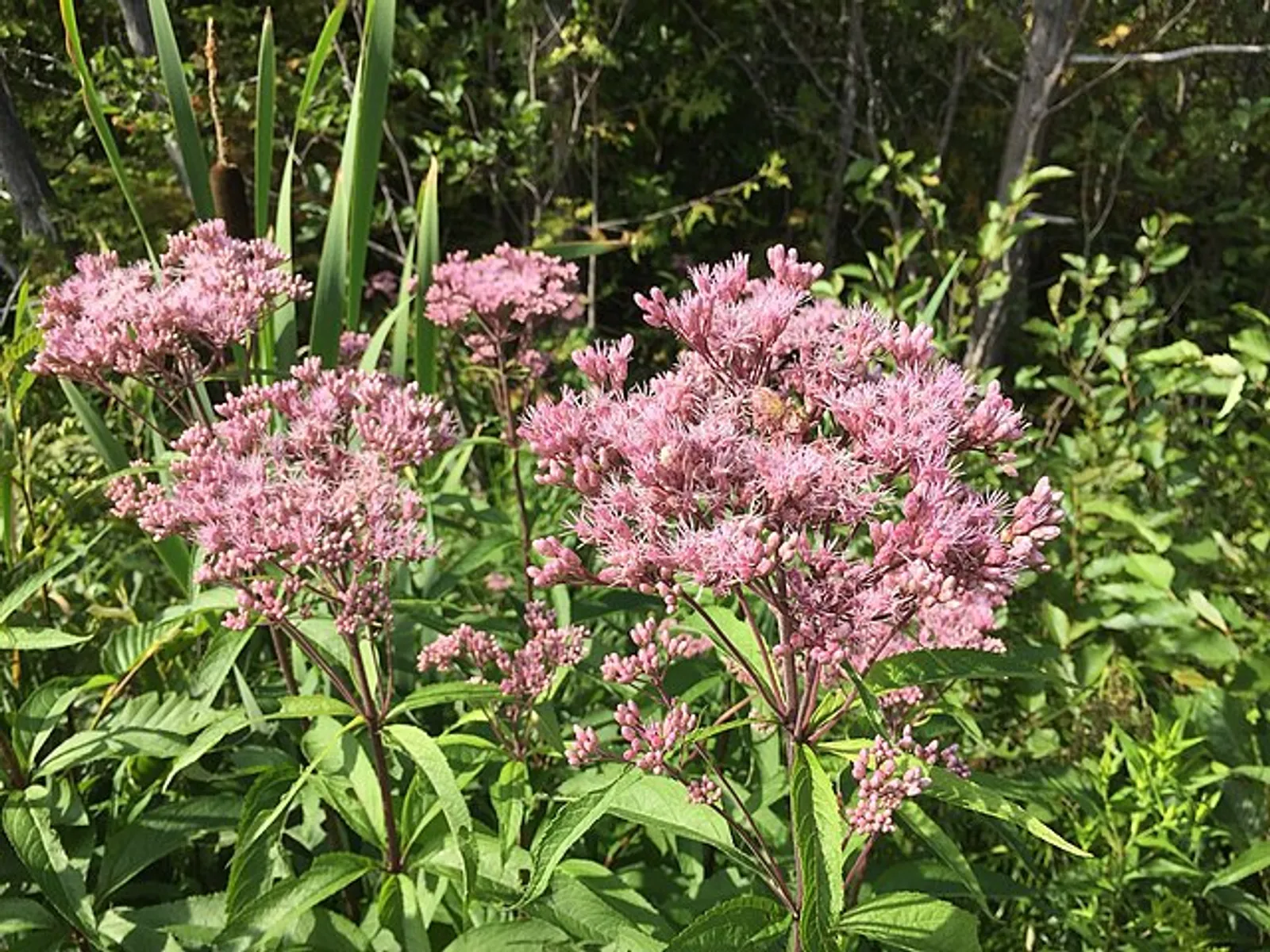 Joe Pye Weed image 3