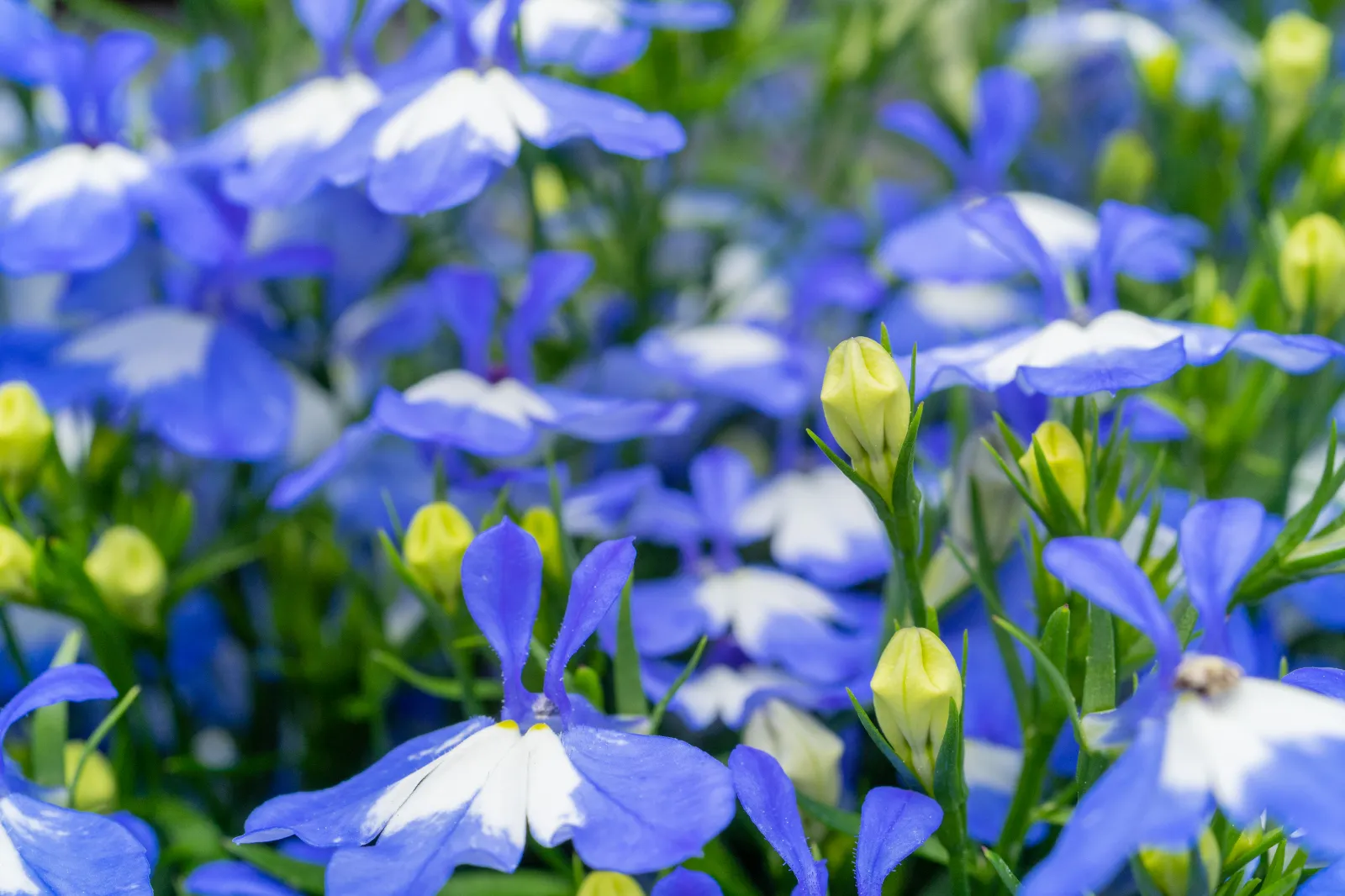 Lobelia image 2