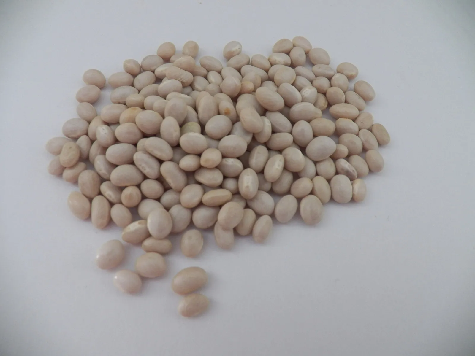 Navy Beans