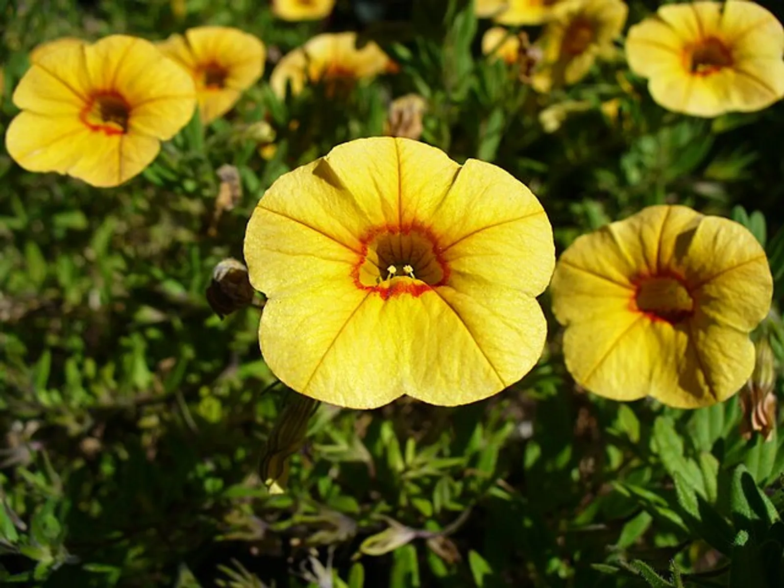 Calibrachoa image 5