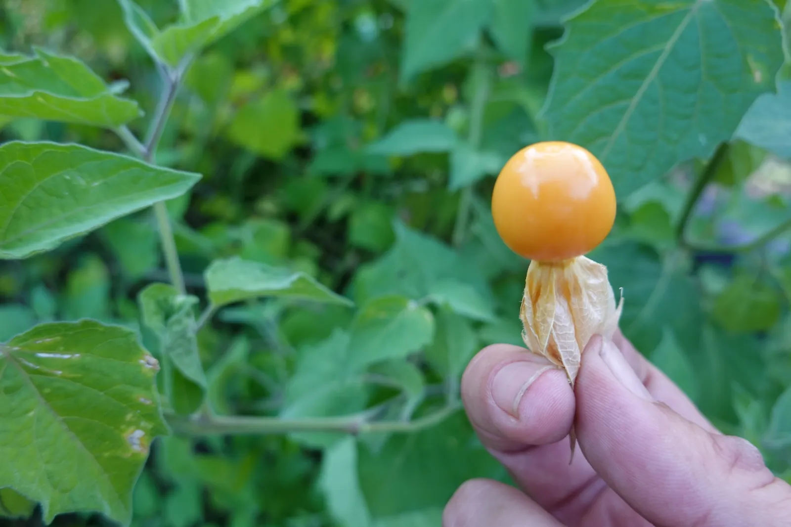 Ground Cherries image 2