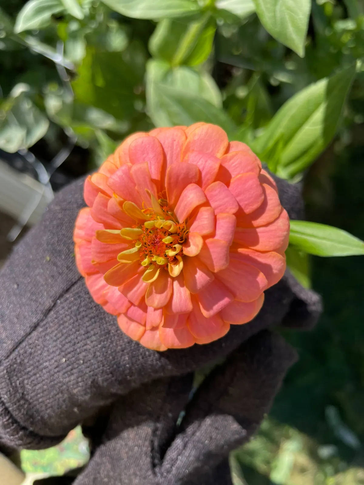 Zinnia image 1
