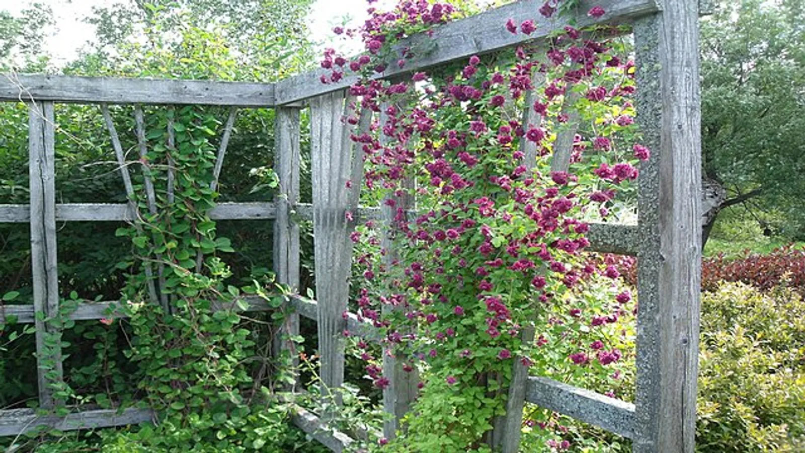 Clematis image 2