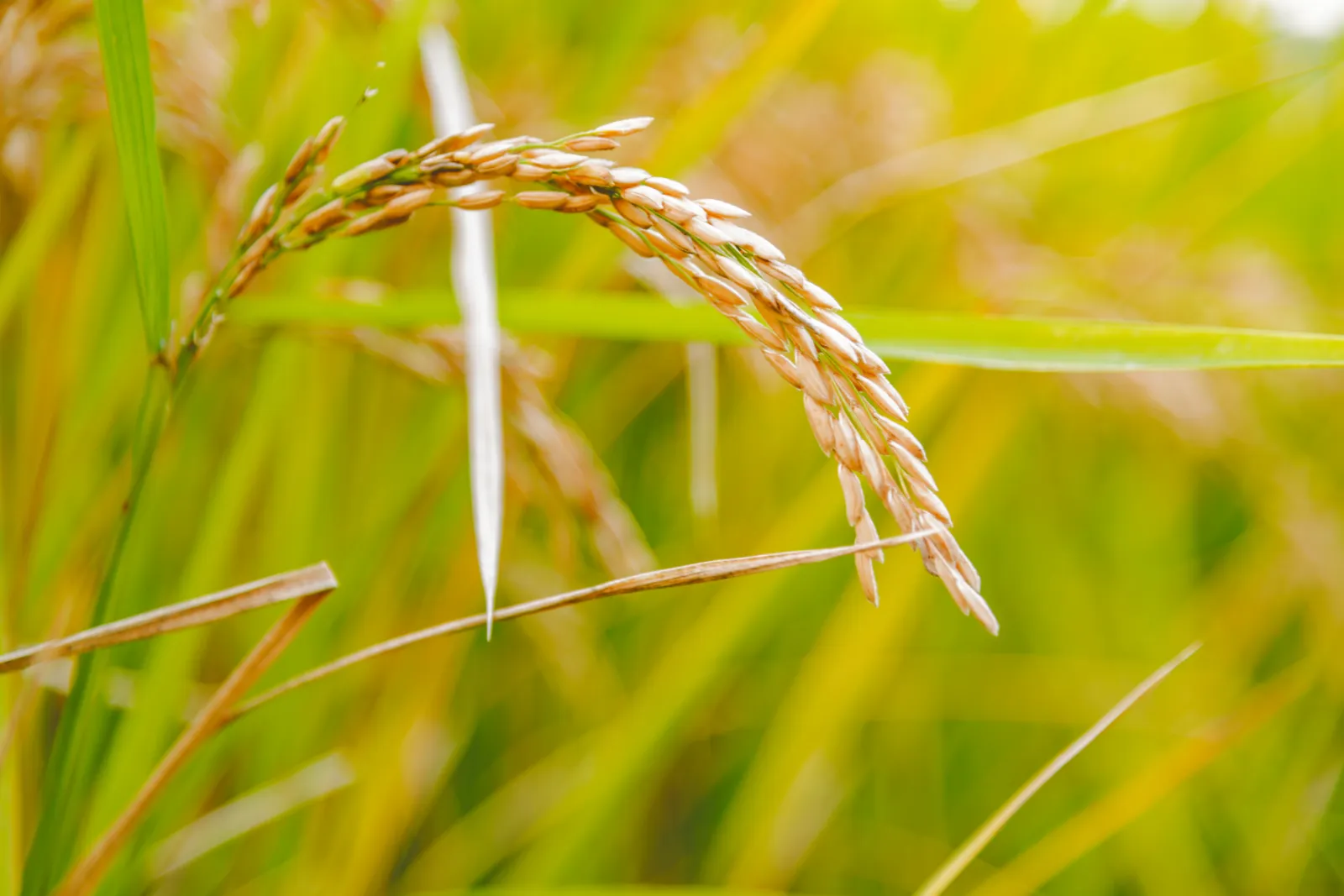 Rice image 2