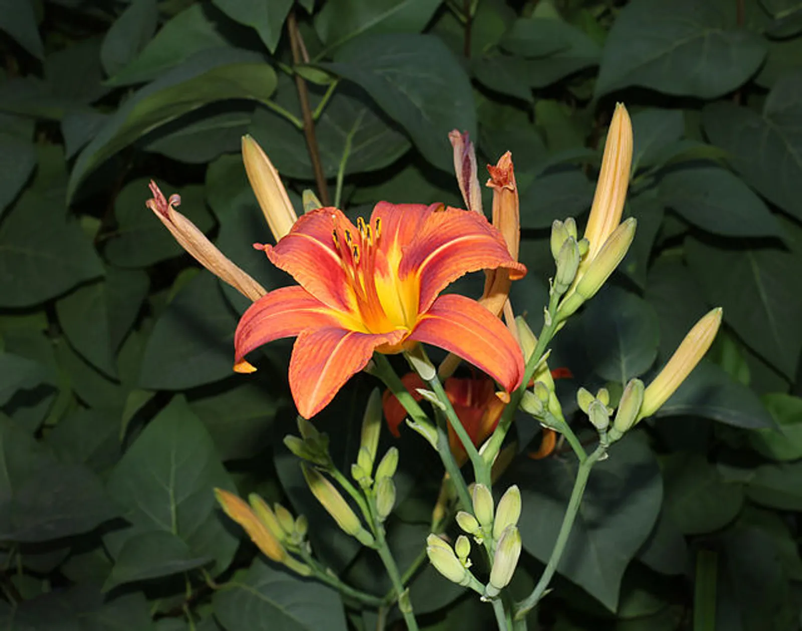 Daylily image 4