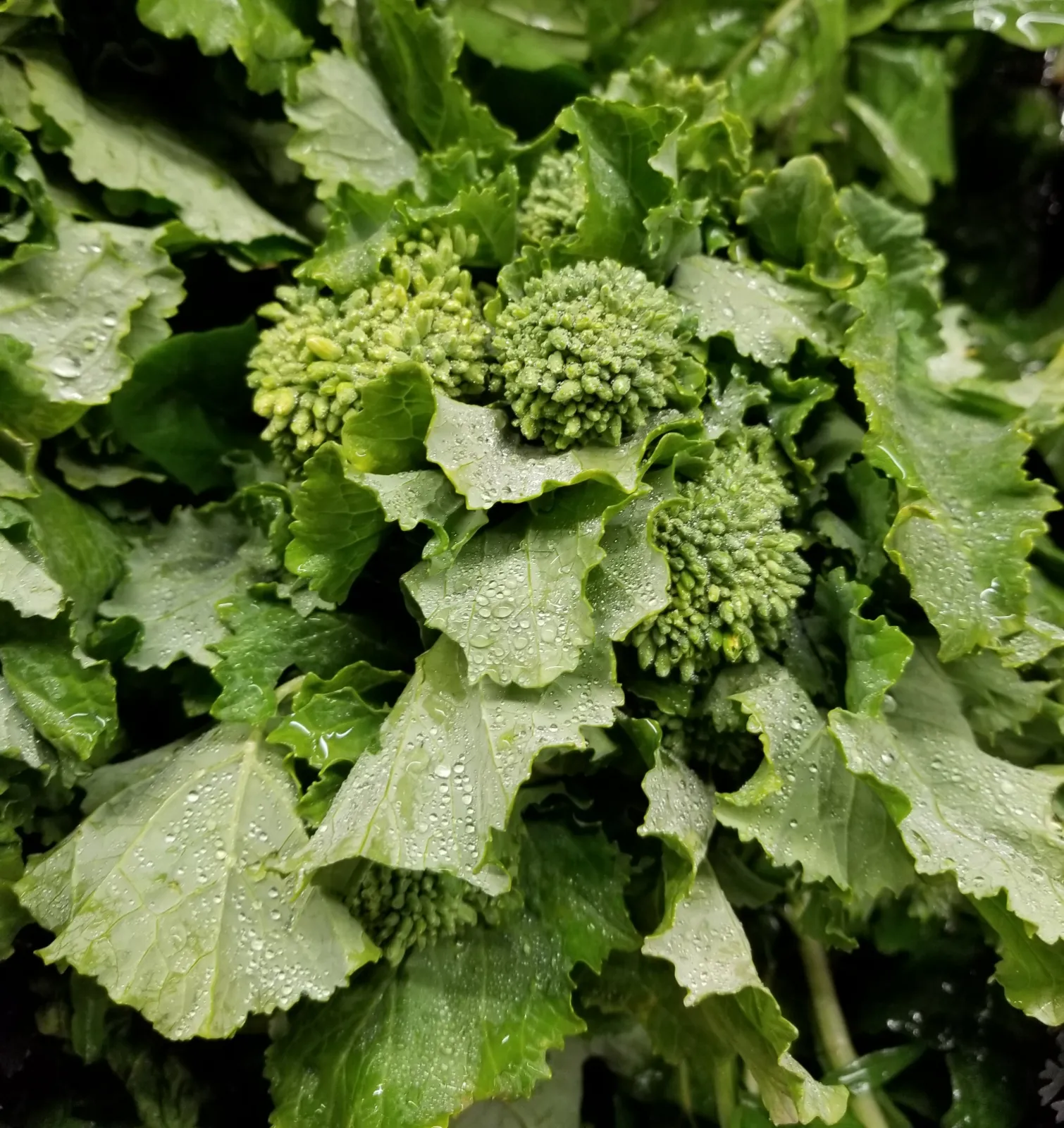 Broccoli Rabe image 1