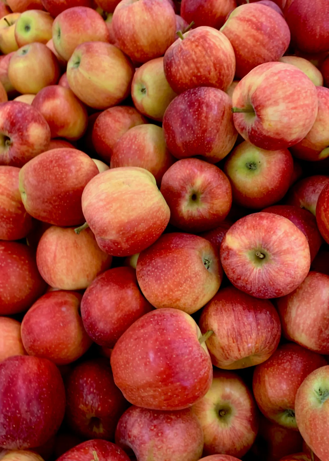Honeycrisp