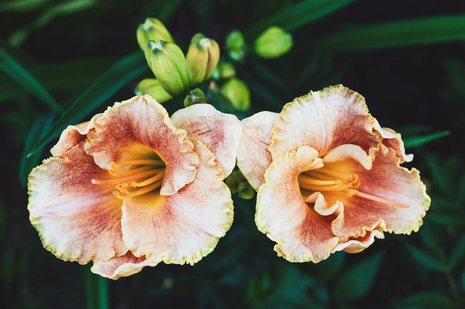 Daylily image 1