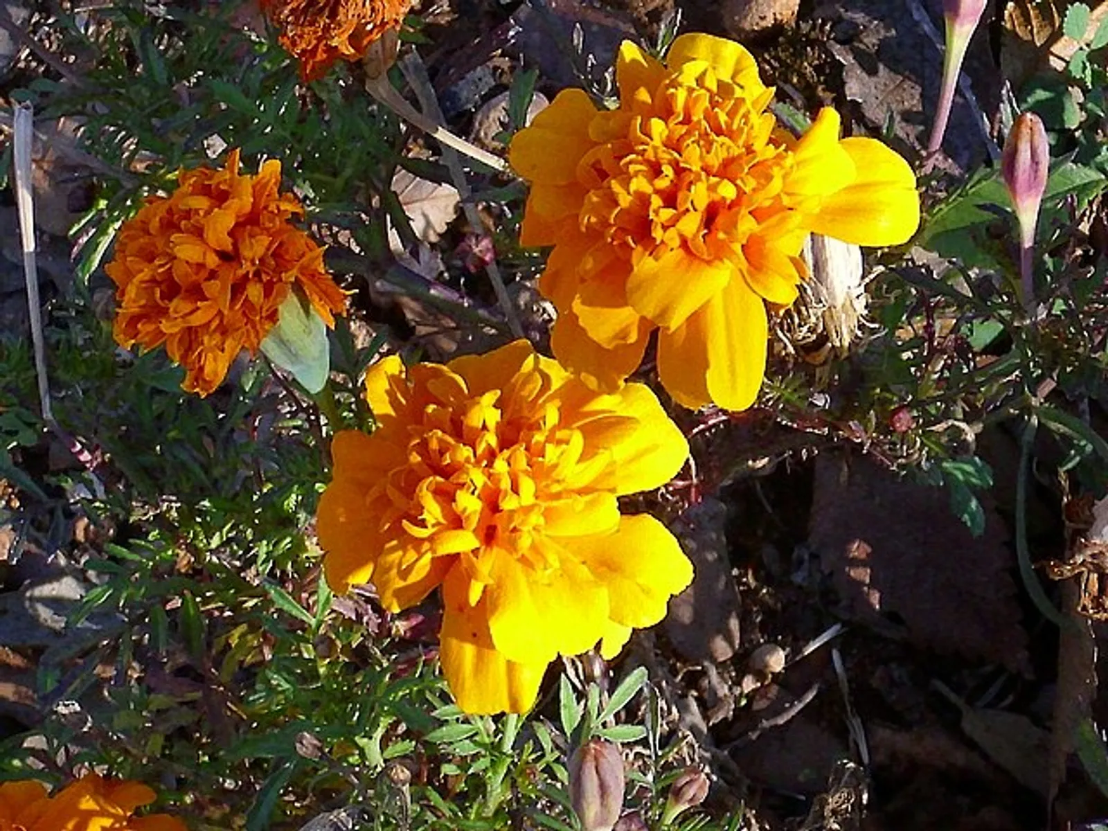 Marigold image 6