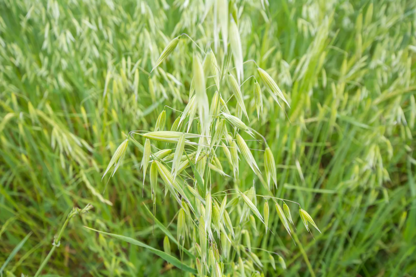Oats image 1