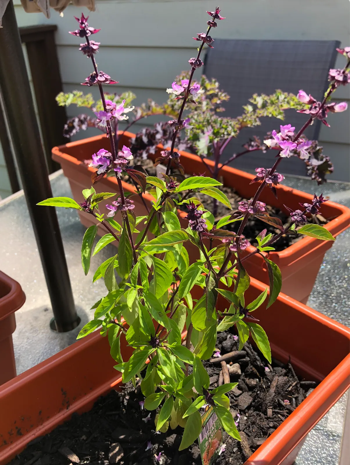 Thai Basil