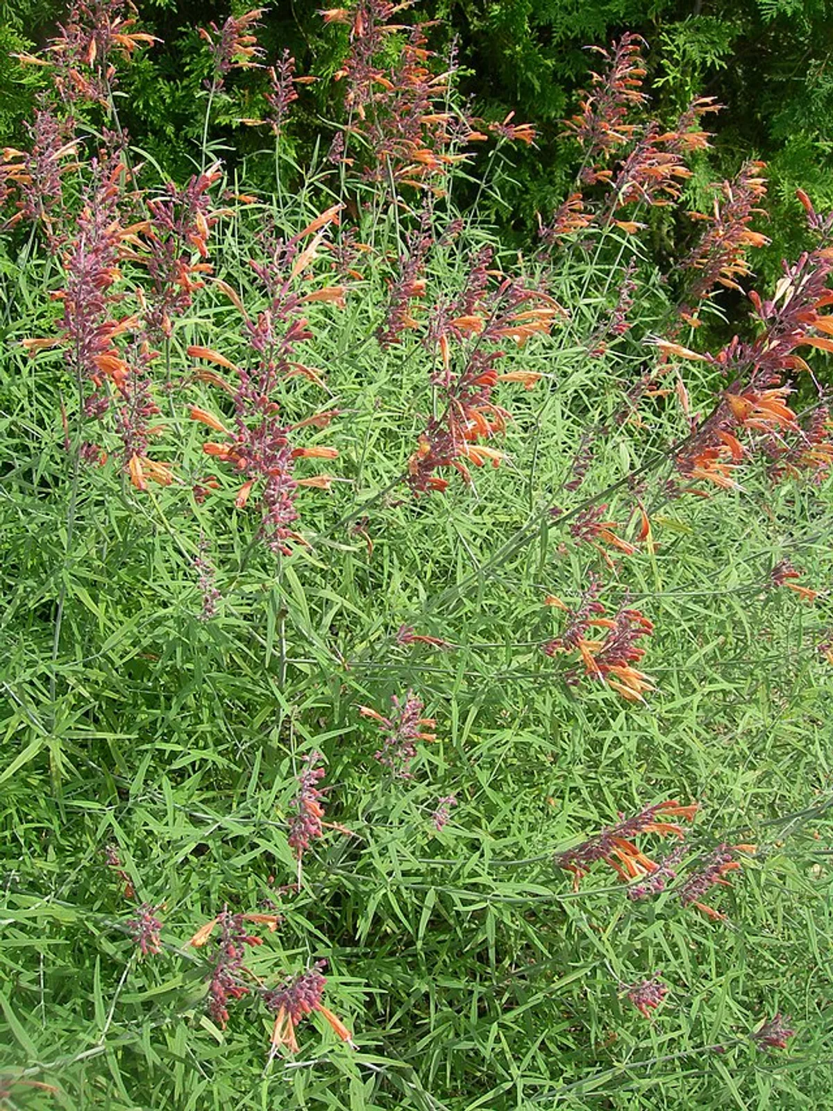Agastache image 3