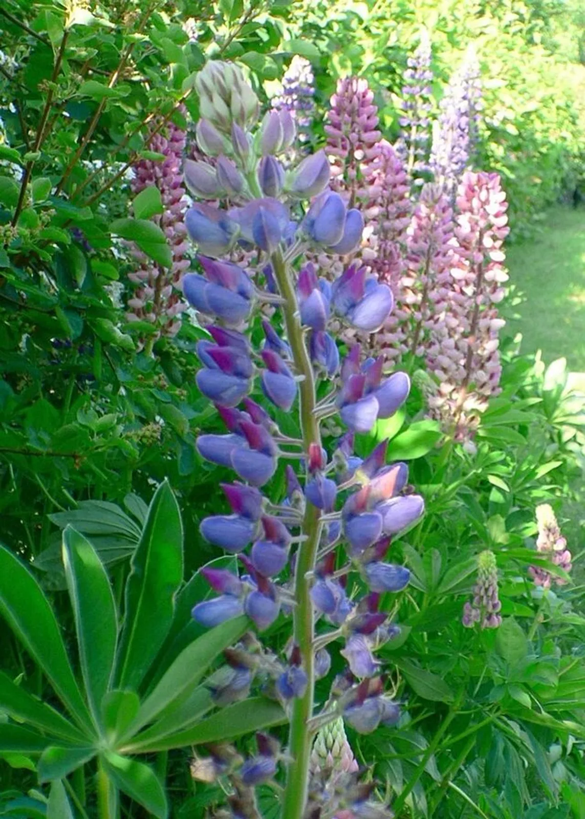 Lupine image 3